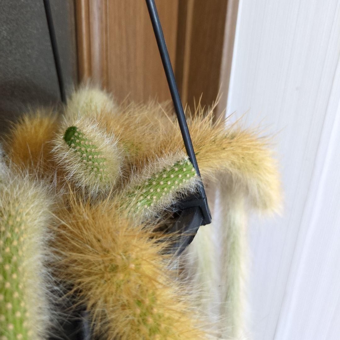 クレイストカクタス属　カラデモノニス