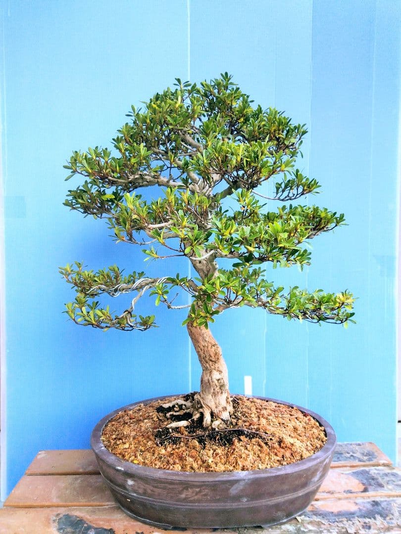 ( 松鏡 ) 皐月盆栽　さつき盆栽　サツキ盆栽