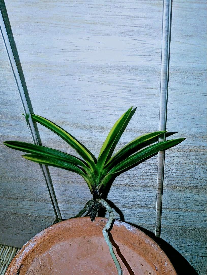 【♪金・黒祭り♪】富貴蘭　黒牡丹黄縞（黄牡丹錦）