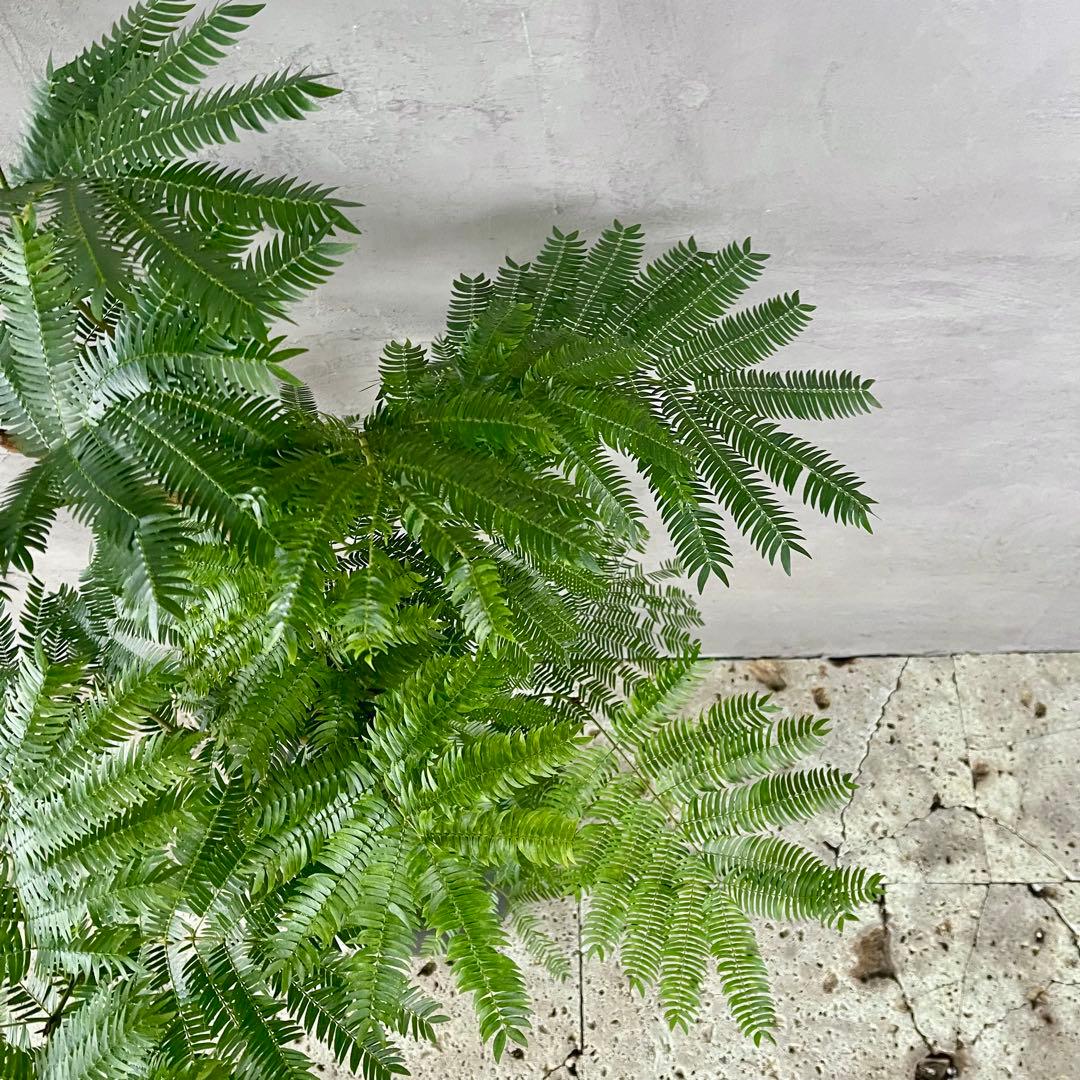 大型　エバーフレッシュ　朴仕立て　陶器鉢　植え込み発送
