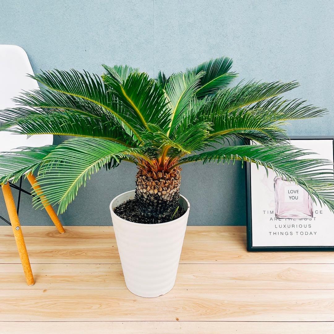 ［現品］【希少】キンカン　ソテツ　斑入り　10号　金環　蘇轍　観葉植物　レア