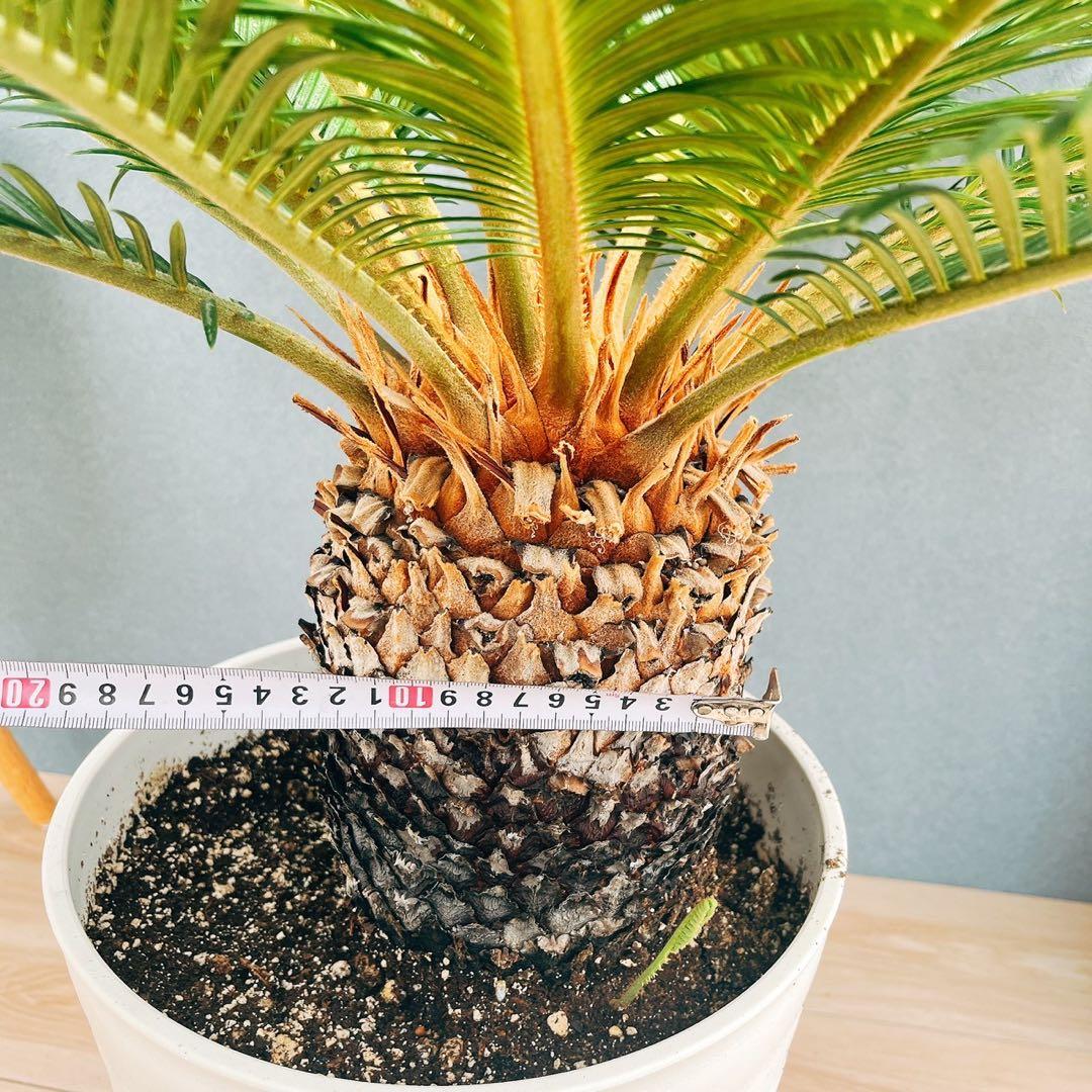 ［現品］【希少】キンカン　ソテツ　斑入り　10号　金環　蘇轍　観葉植物　レア