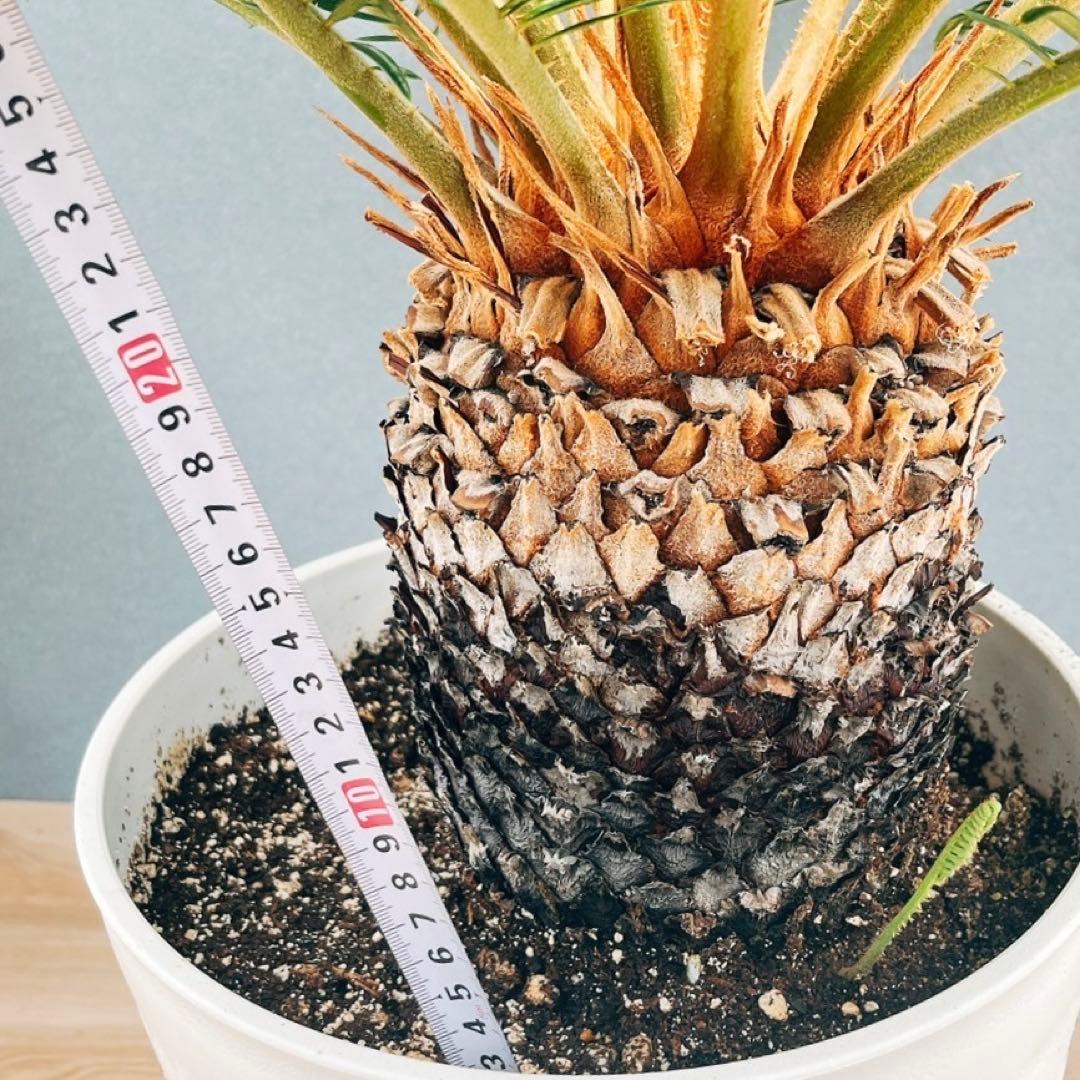 ［現品］【希少】キンカン　ソテツ　斑入り　10号　金環　蘇轍　観葉植物　レア