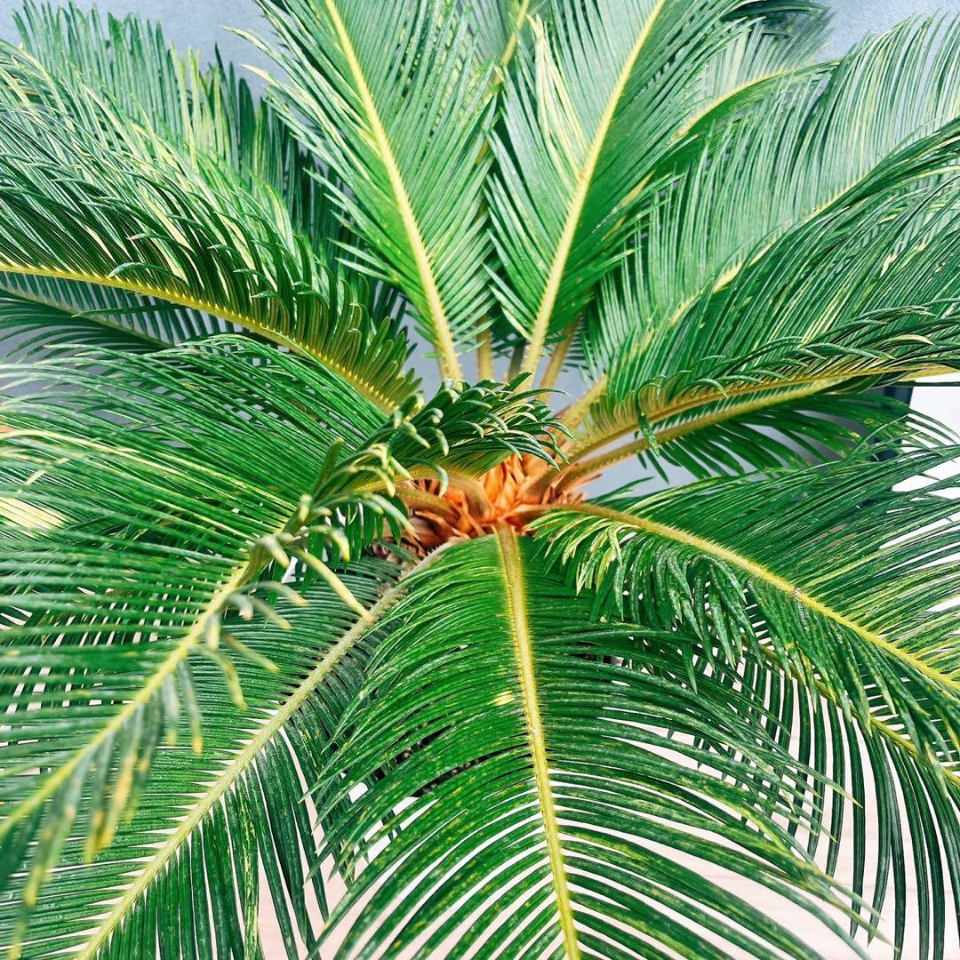 ［現品］【希少】キンカン　ソテツ　斑入り　10号　金環　蘇轍　観葉植物　レア