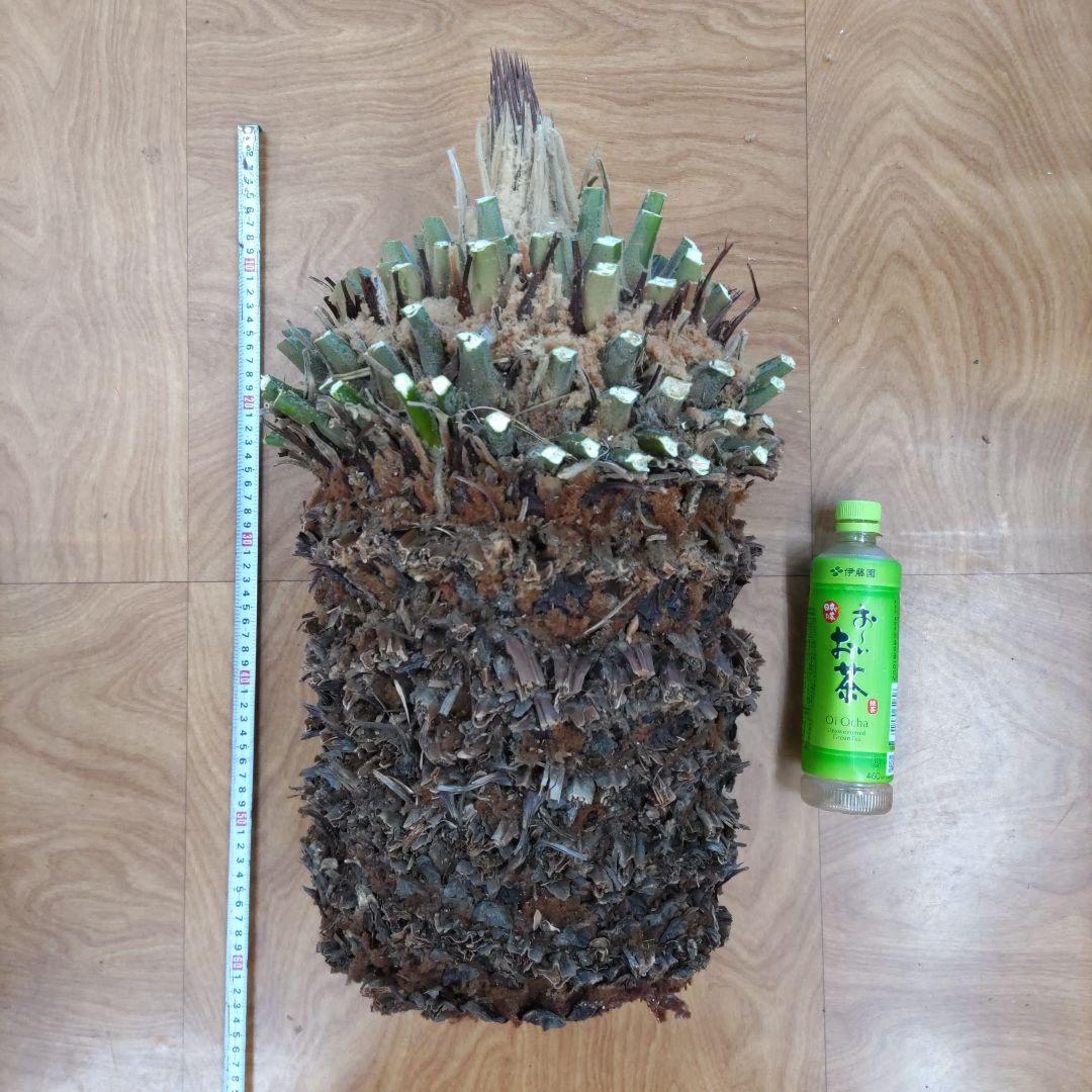 ソテツ蘇鉄　特大胴切り株　観葉植物　インテリア