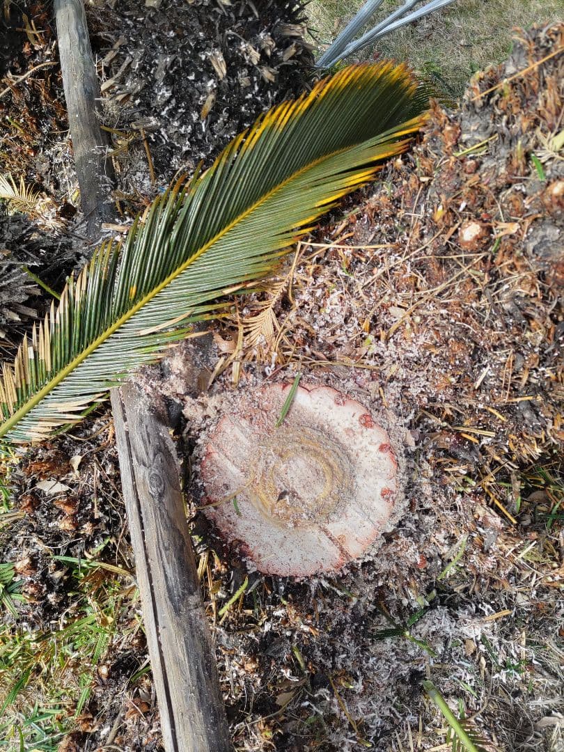 ソテツ蘇鉄　特大胴切り株　観葉植物　インテリア