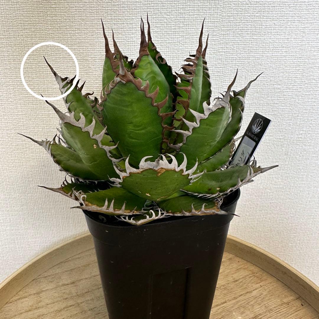 アガベ　ホリダ　陽炎