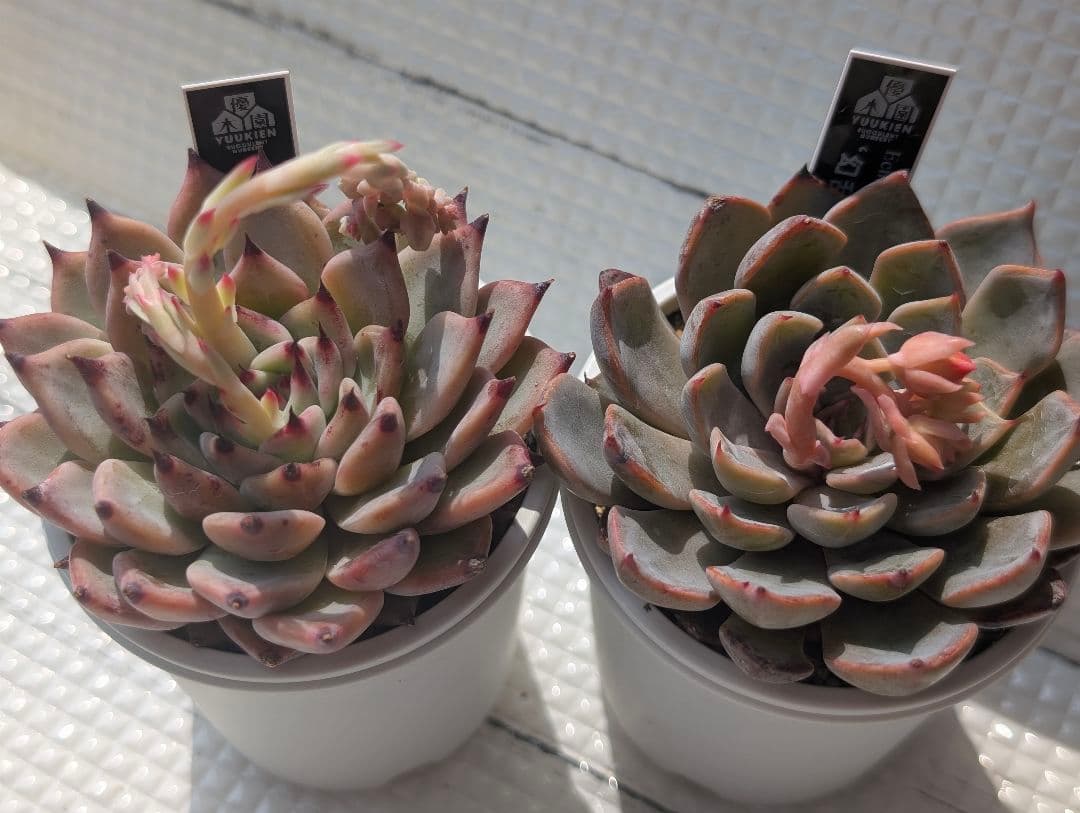 優木園さん 黒札セット3 【先姫】【幻乱燈花】花芽付き 札付き