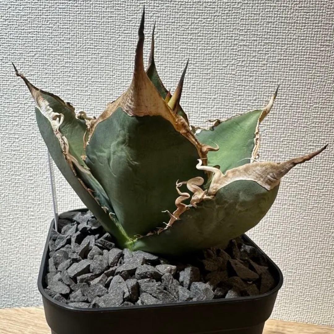 アガベ　oaxaca 実生　オアハカ