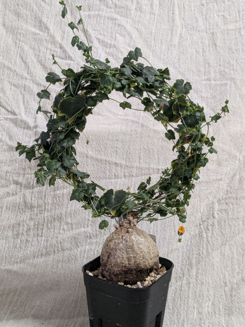 モモルディカ ボイビニー　希少？塊根植物