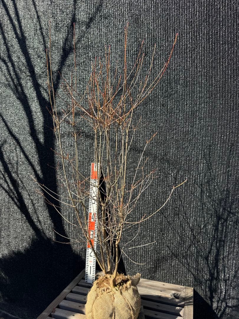 ベニドウダンツツジ　【品番3536】