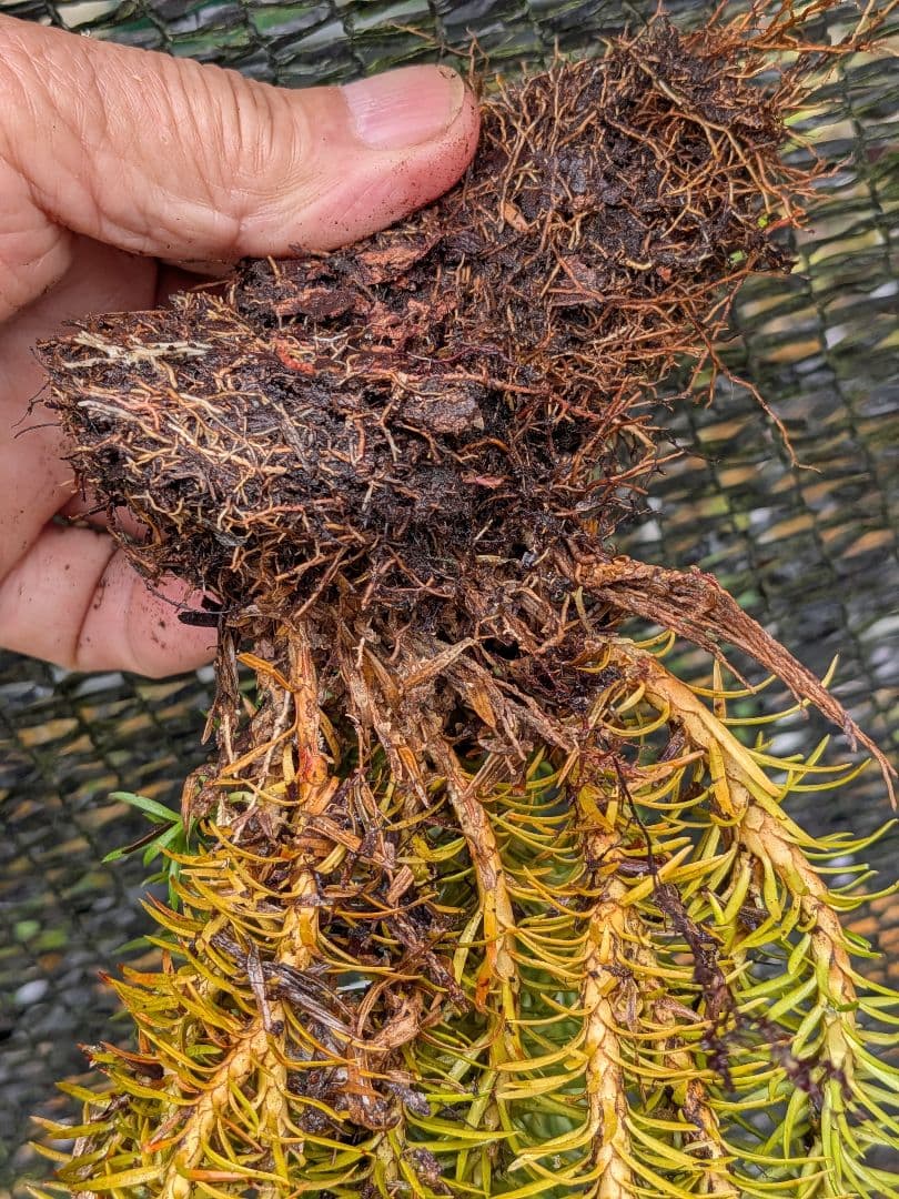 や*ょ様 山野草、シダ植物、着生植物　[スギラン]　大株１塊