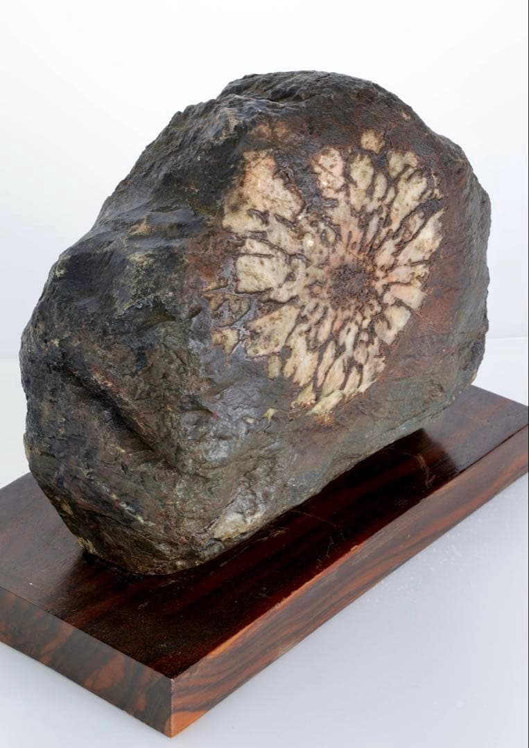 天然菊花石 大輪 台座付 大型8.5kg 鑑賞石 原石 水石 盆石 紋石 美石