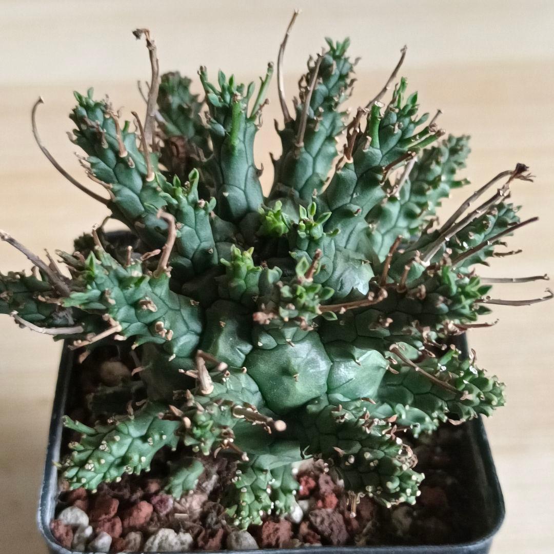 F487 ユーフォルビア デセプタ/Euphorbia decepta/実生大株