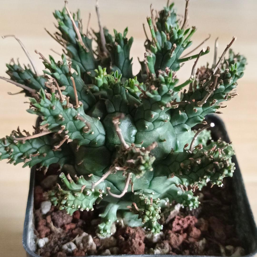 F487 ユーフォルビア デセプタ/Euphorbia decepta/実生大株