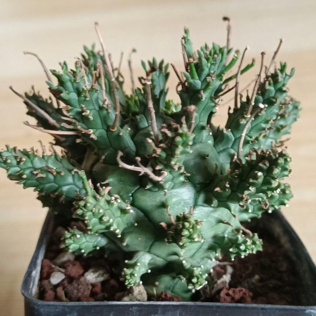F487 ユーフォルビア デセプタ/Euphorbia decepta/実生大株