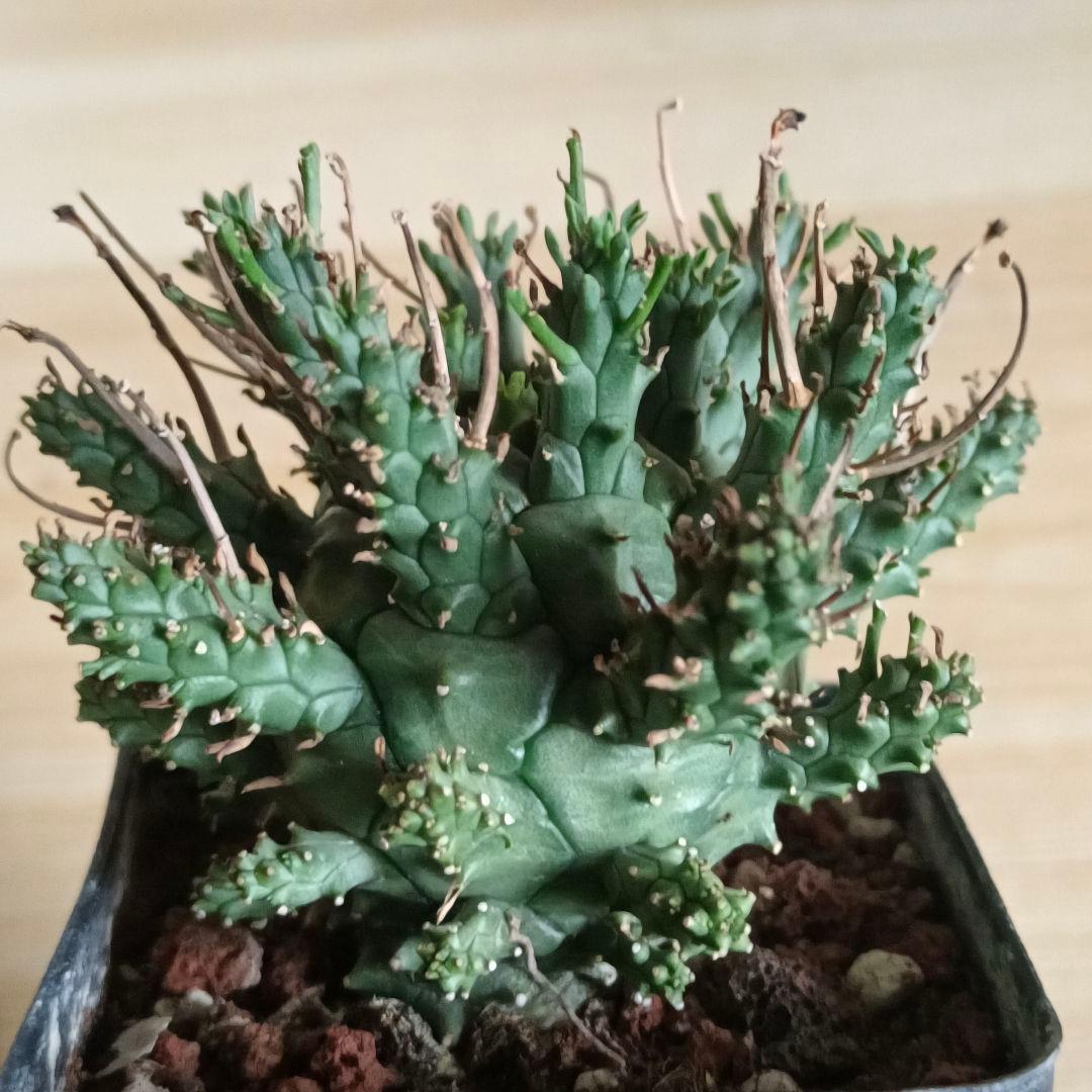 F487 ユーフォルビア デセプタ/Euphorbia decepta/実生大株