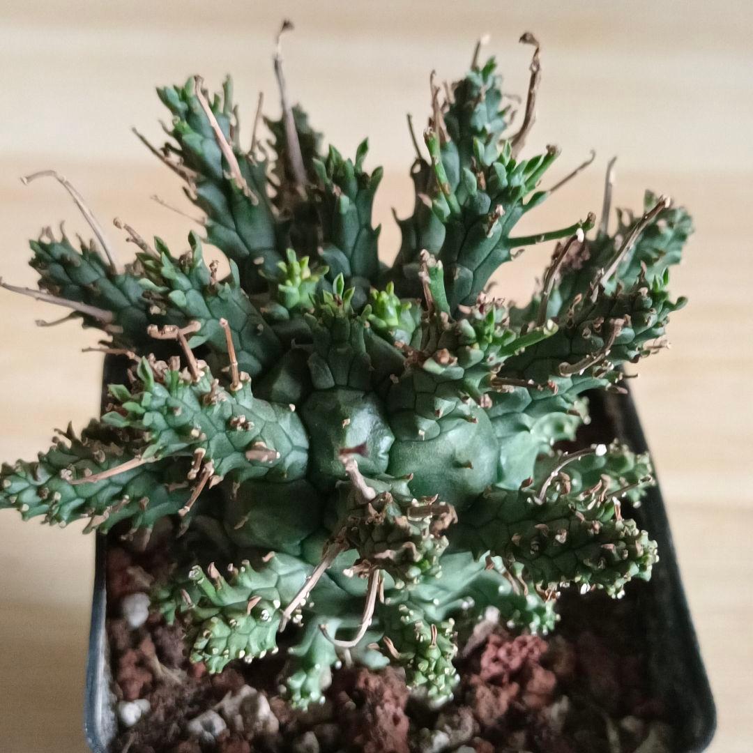 F487 ユーフォルビア デセプタ/Euphorbia decepta/実生大株