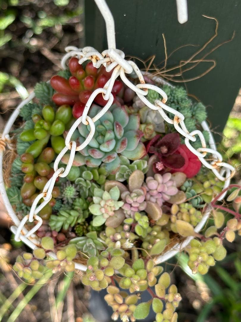 吊り下げ式多肉植物の寄せ植え