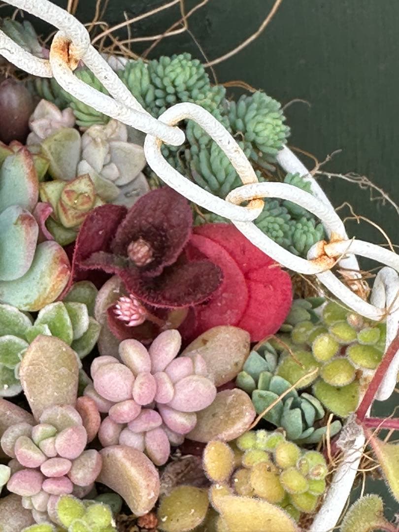 吊り下げ式多肉植物の寄せ植え