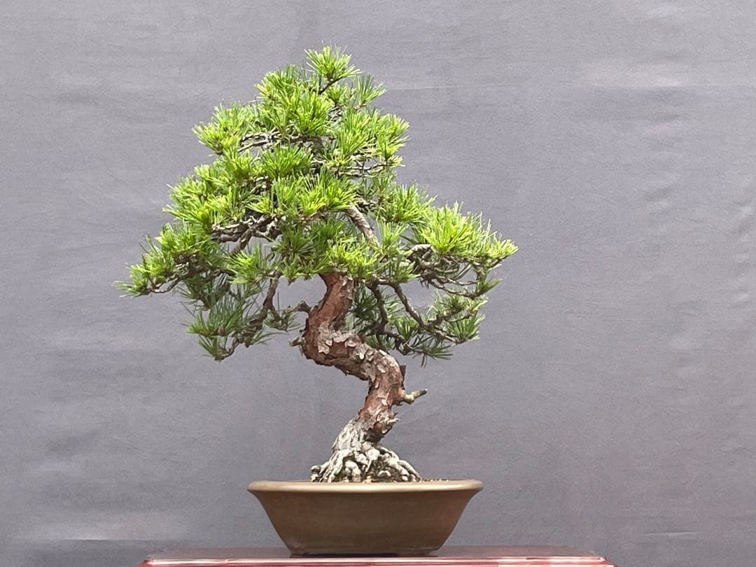 三河盆栽　天目松　(シダレアカマツ) 盆栽