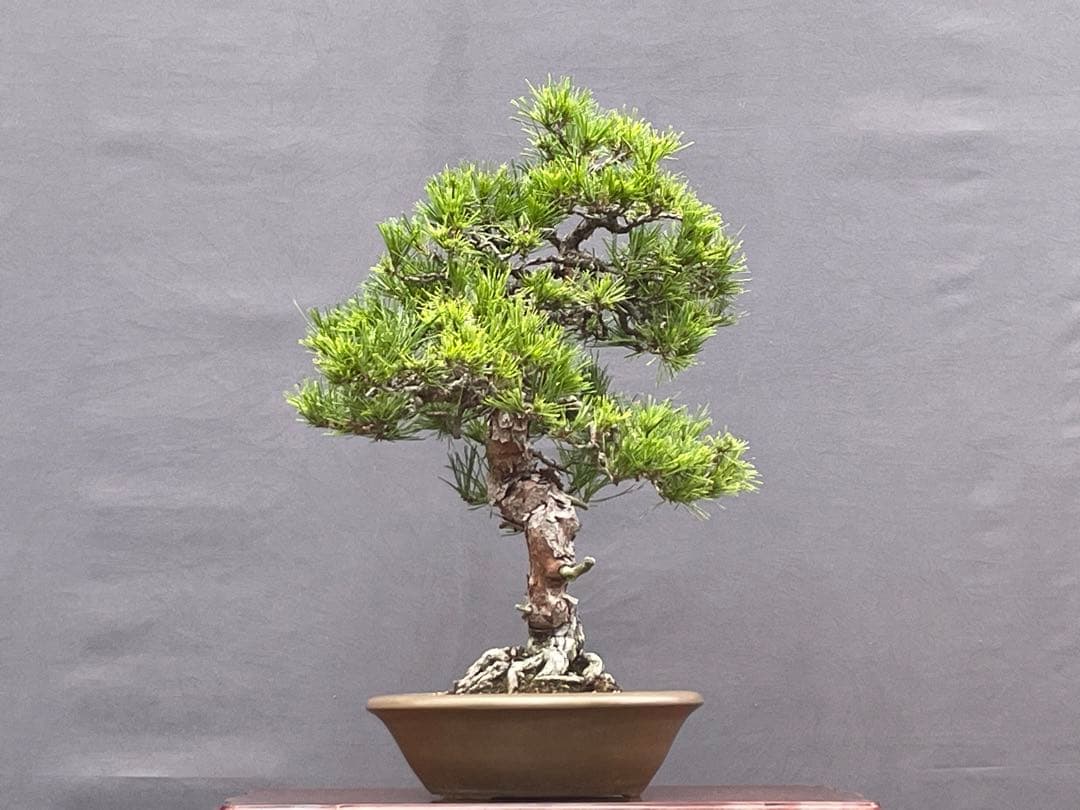 三河盆栽　天目松　(シダレアカマツ) 盆栽