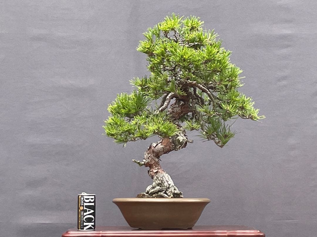 三河盆栽　天目松　(シダレアカマツ) 盆栽