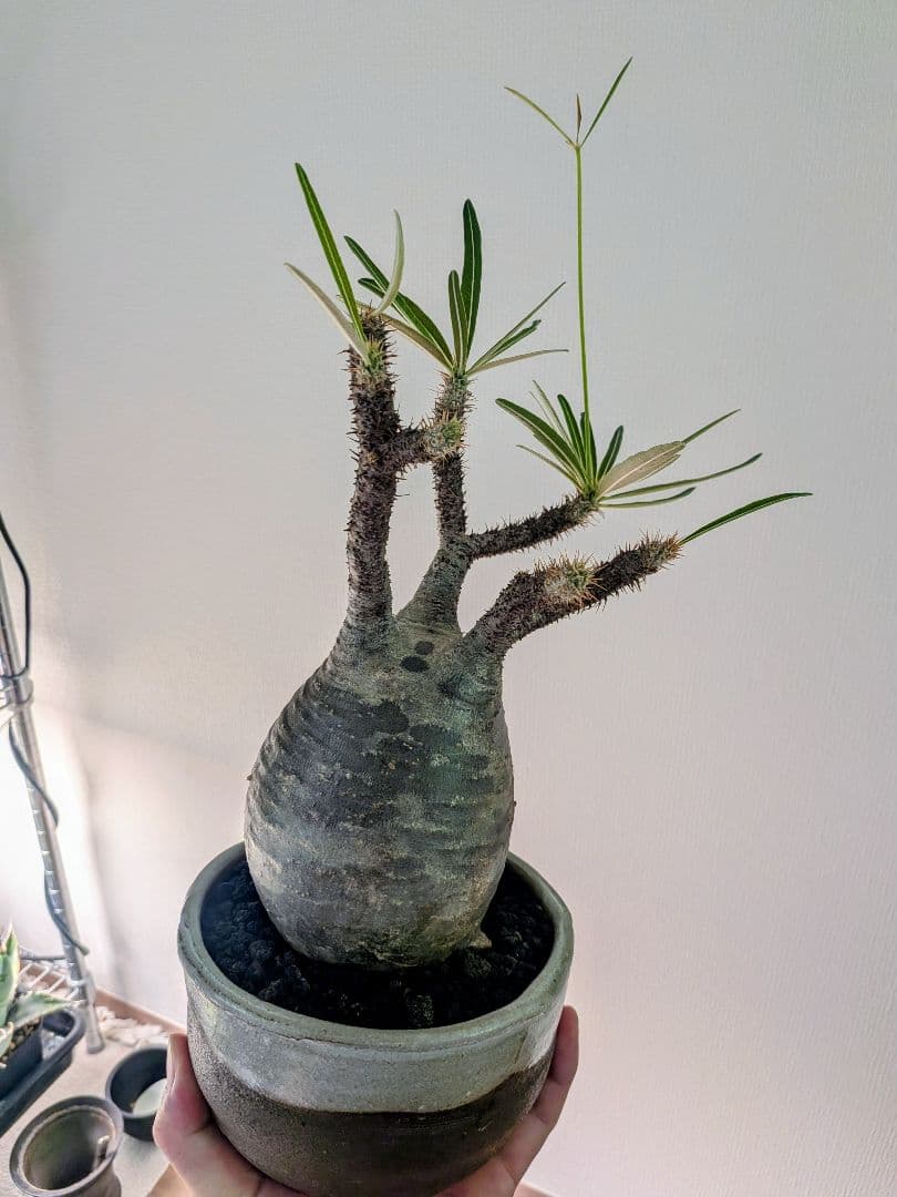 【塊根植物】パキポディウムグラキリス　信楽焼