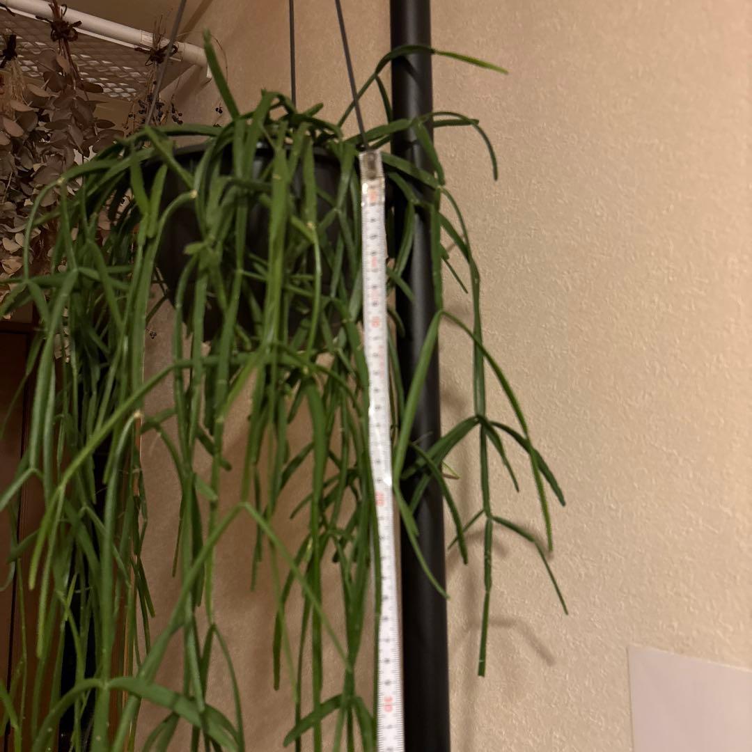 観葉植物 突っ張りポール 鉢2点 合計3点セット 240センチ前後 新品未使用品