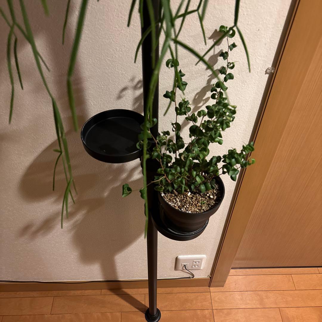 観葉植物 突っ張りポール 鉢2点 合計3点セット 240センチ前後 新品未使用品