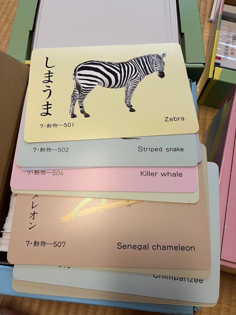【mogu2.6】家庭保育園　絵カード　正規購入品