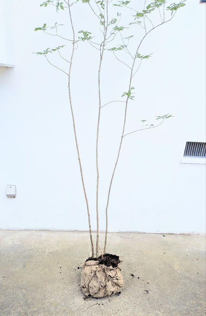 優秀。山採りアオダモ。