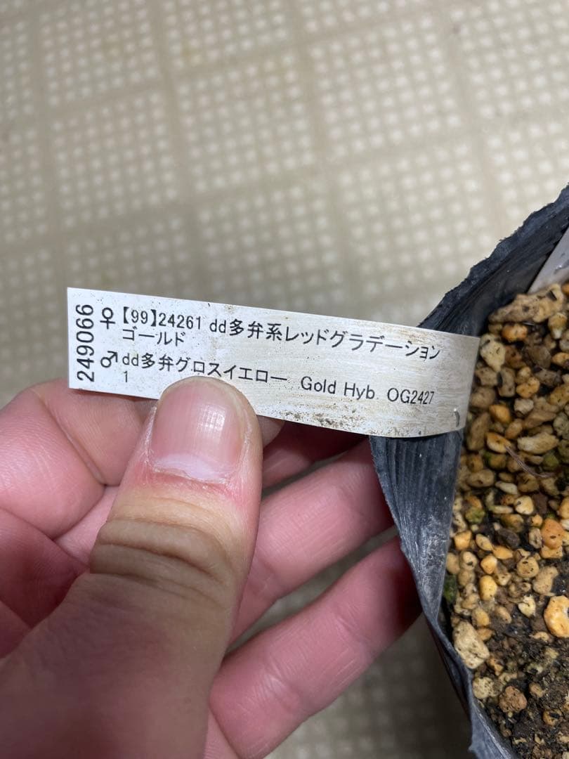 加藤農園 アンティークアフロディーテ クリスマスローズ