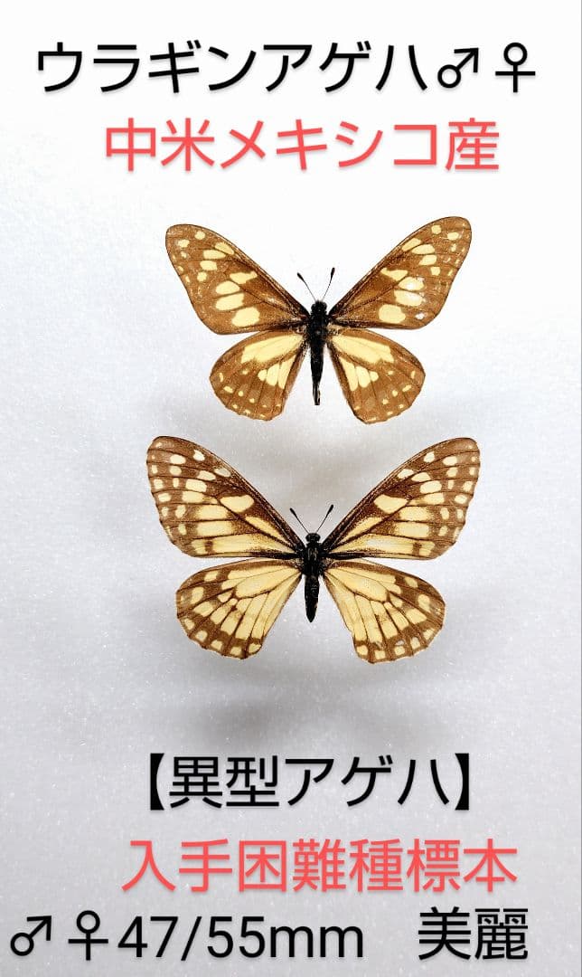 【異型アゲハ】ウラギンアゲハ♂♀標本★中米メキシコ産★入手困難種稀