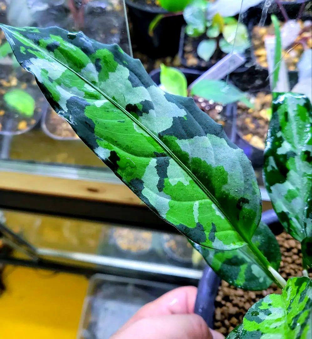 熱帯植物　苺タグ付　アグラオネマ　ピクタム　ネームド交配