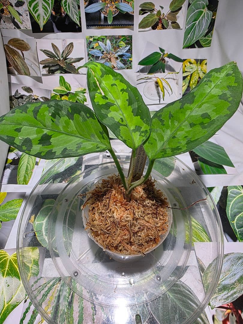 熱帯植物　苺タグ付　アグラオネマ　ピクタム　ネームド交配