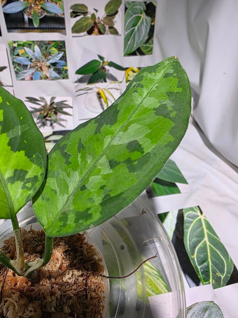 熱帯植物　苺タグ付　アグラオネマ　ピクタム　ネームド交配