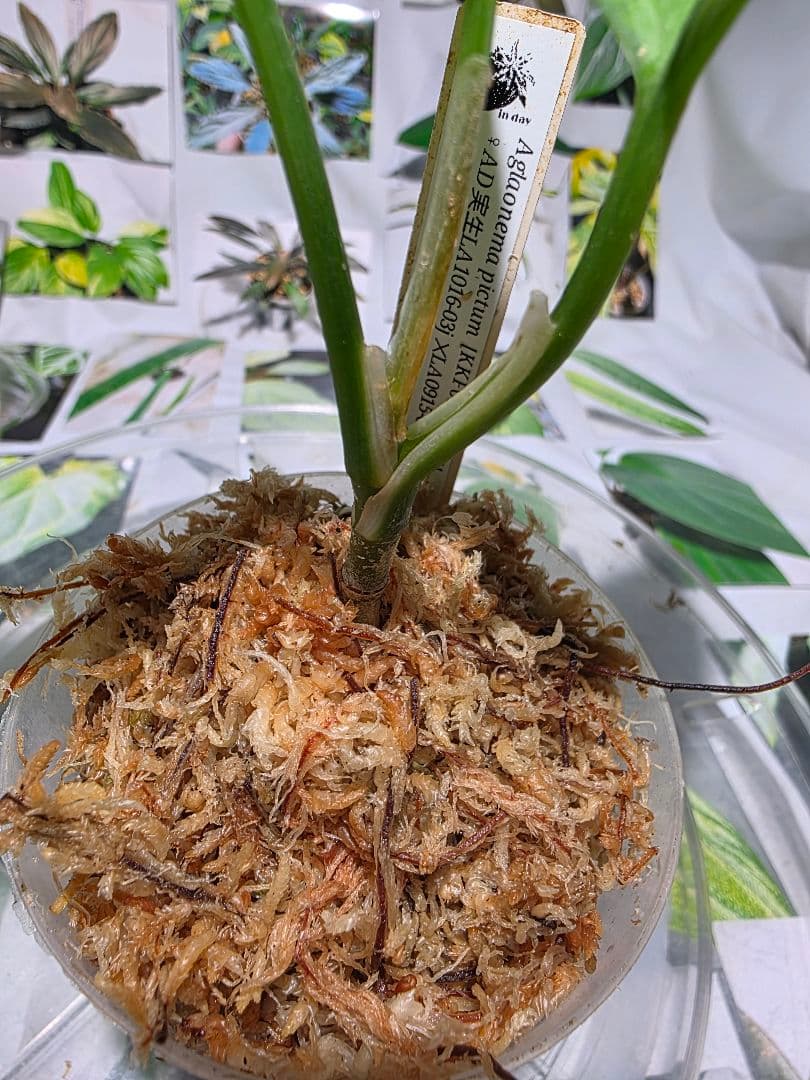熱帯植物　苺タグ付　アグラオネマ　ピクタム　ネームド交配