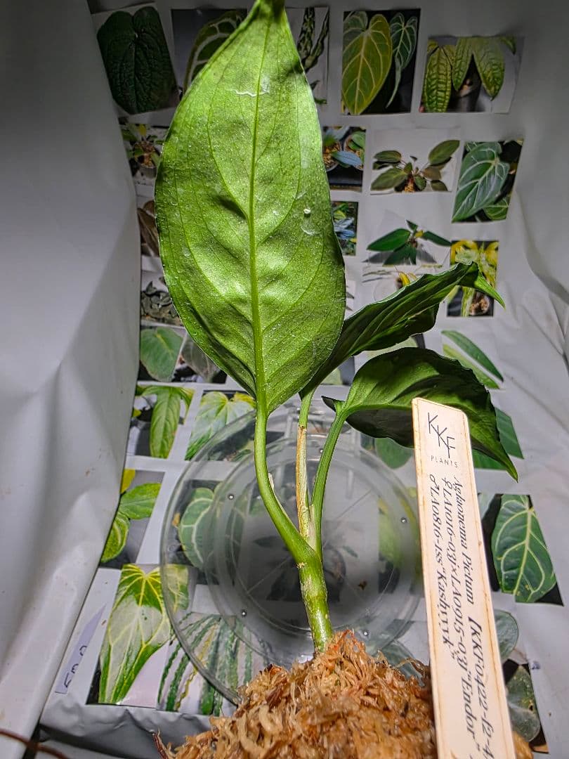 熱帯植物　苺タグ付　アグラオネマ　ピクタム　ネームド交配