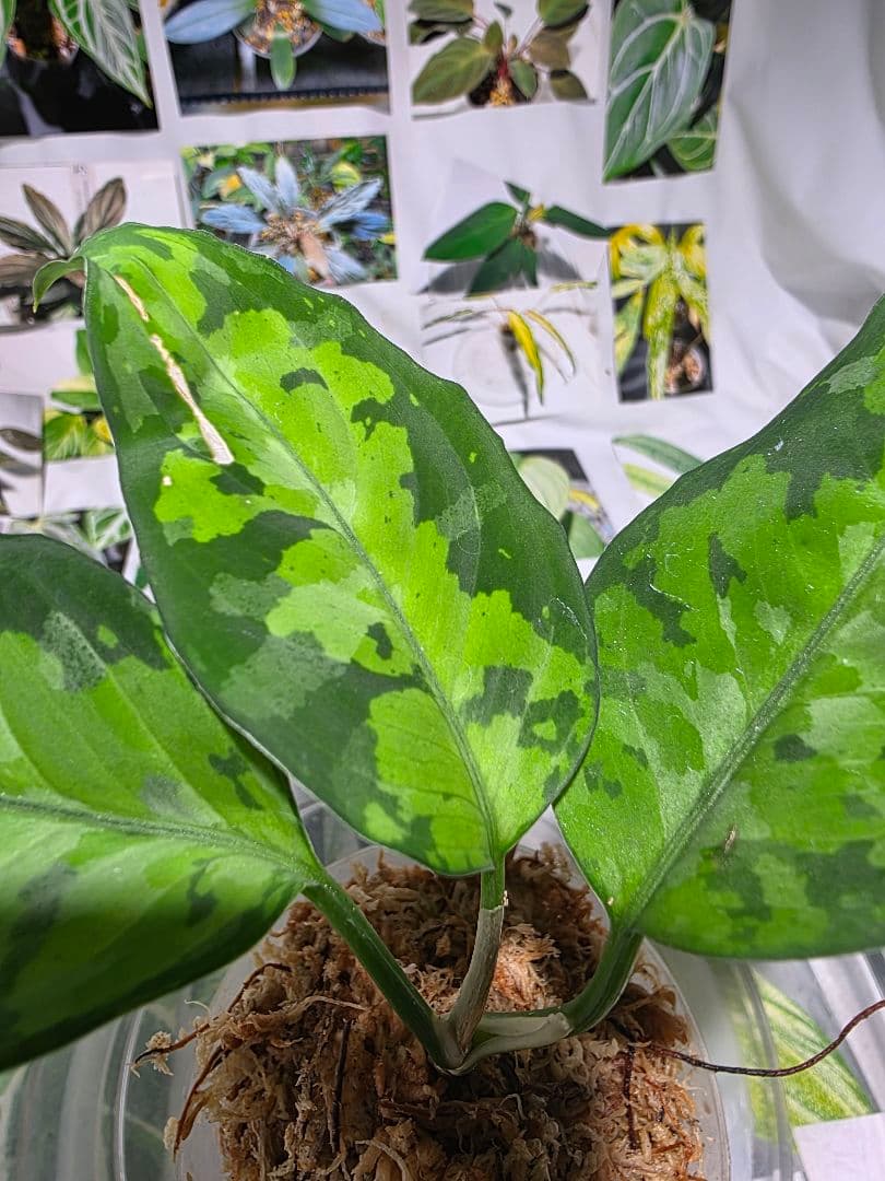 熱帯植物　苺タグ付　アグラオネマ　ピクタム　ネームド交配