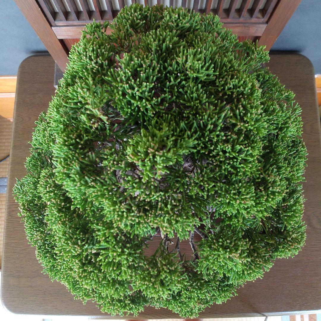 真柏 盆栽