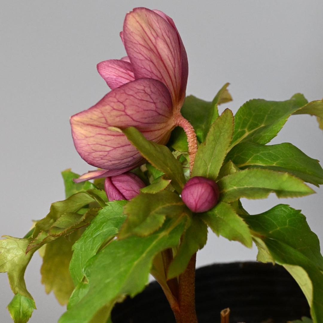 クリスマスローズ エンジピンクゴールド（オーレア） 開花株