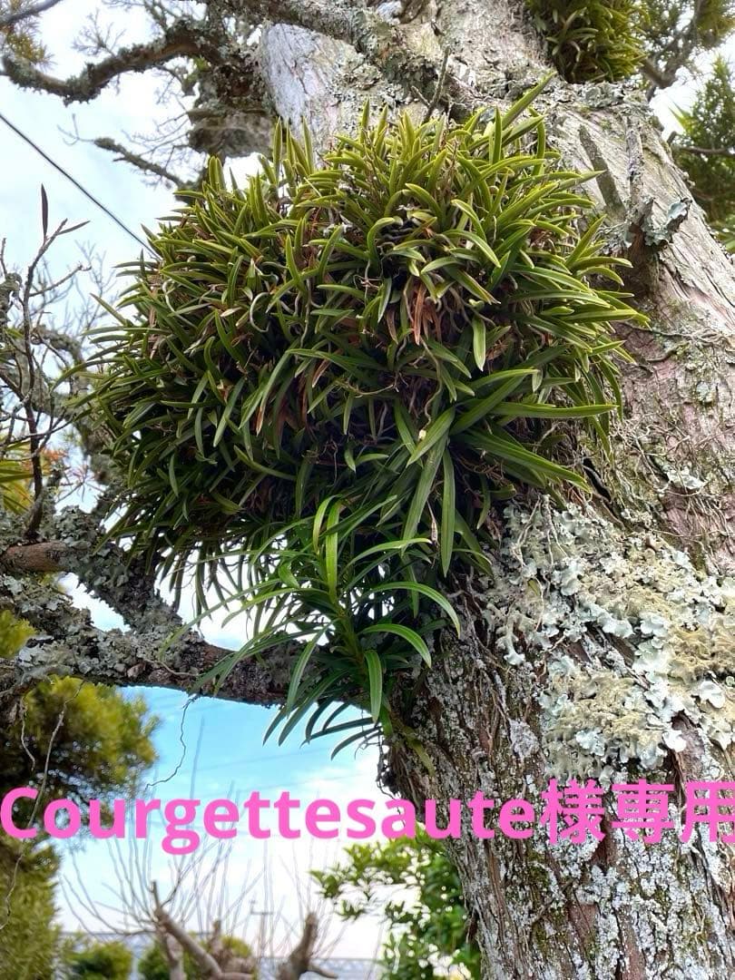 風蘭　大苗5株　白い花