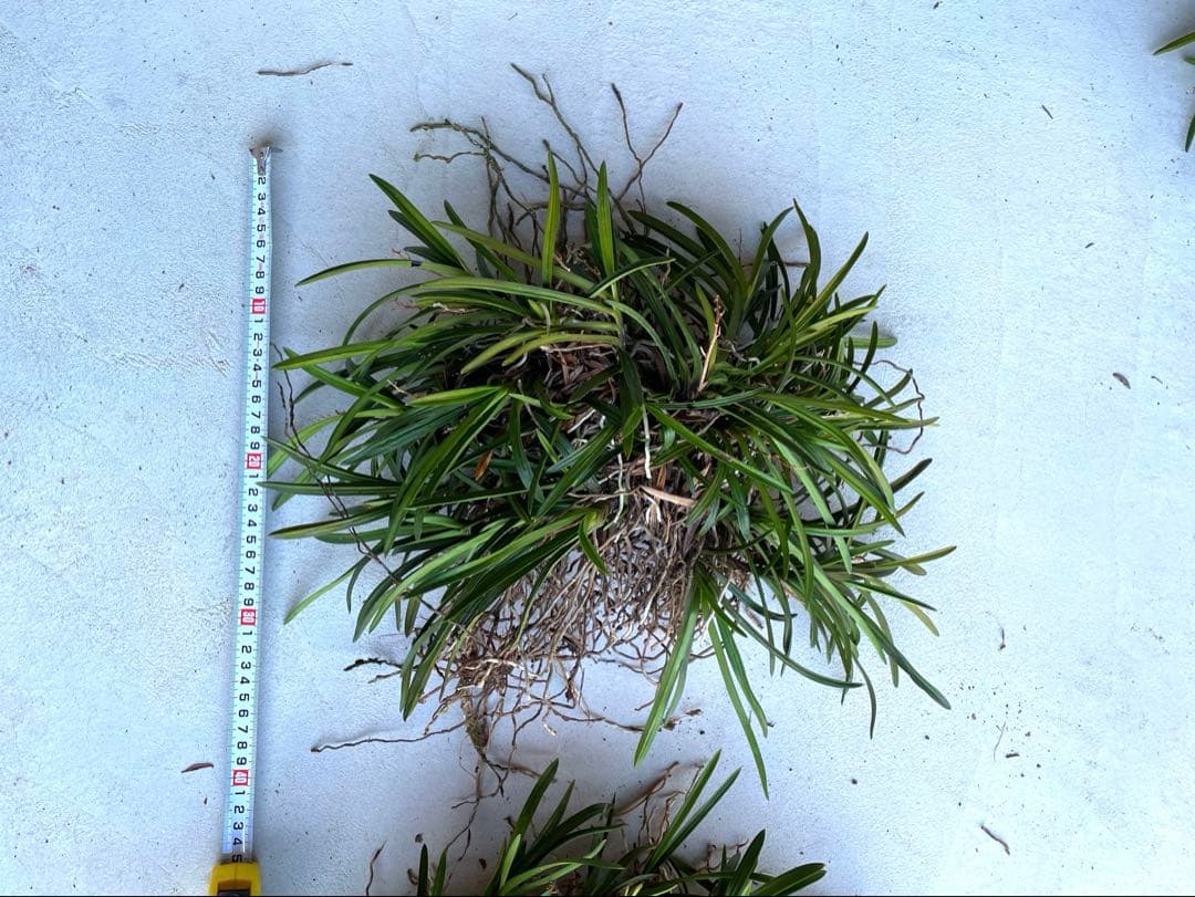 風蘭　大苗5株　白い花