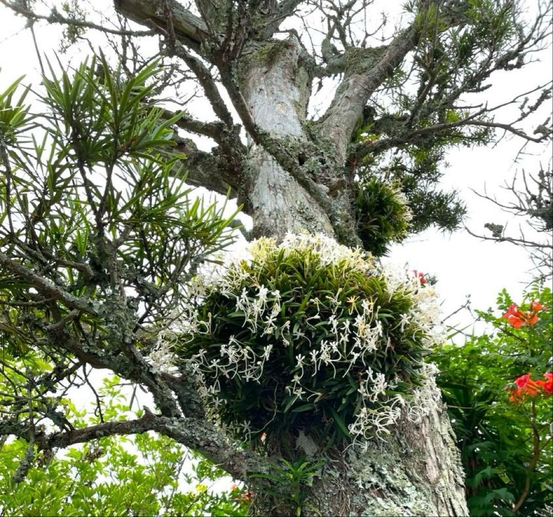 風蘭　大苗5株　白い花