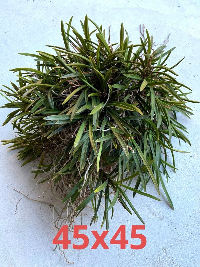 風蘭　大苗5株　白い花