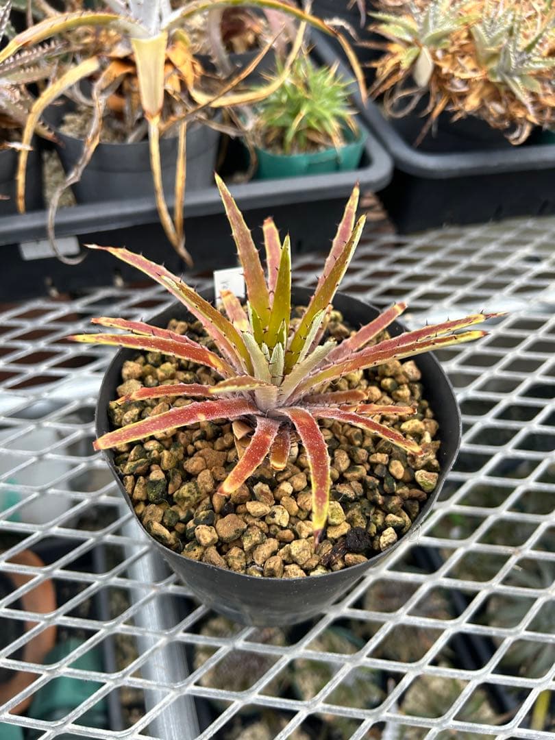 原種 ディッキア Dyckia reitzii rubra large form