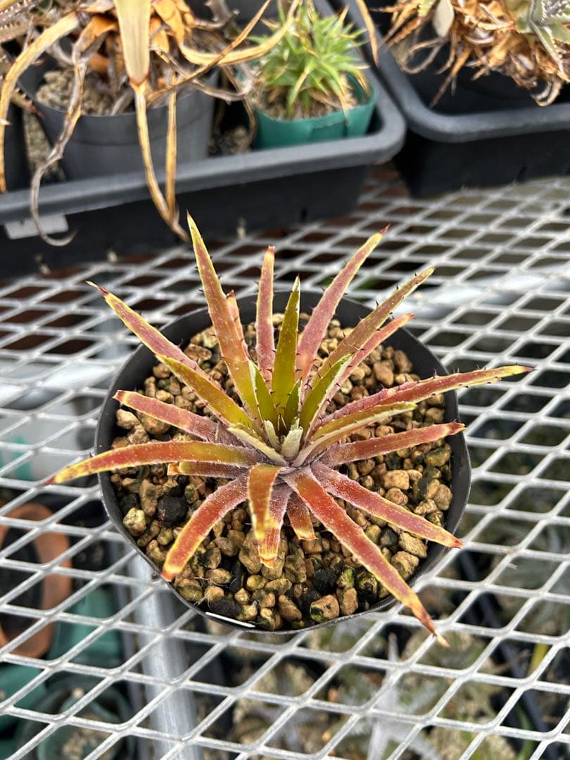 原種 ディッキア Dyckia reitzii rubra large form