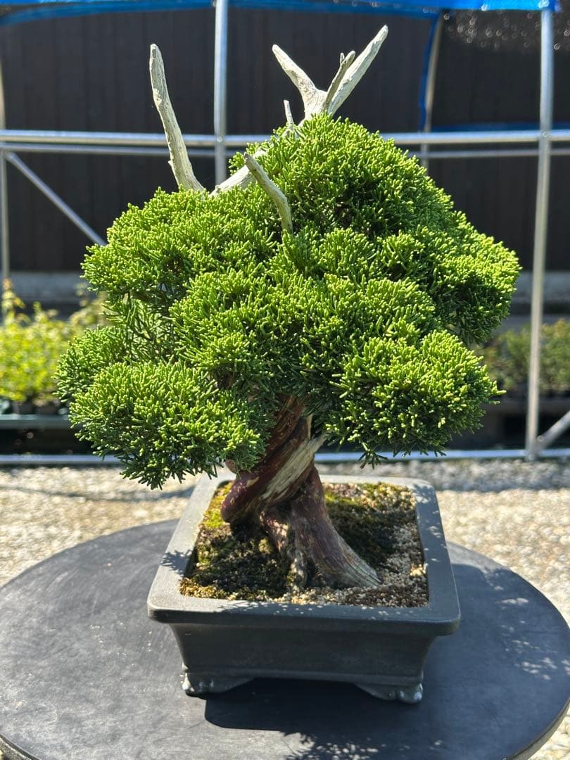 盆栽 糸魚川真柏 太幹 貴風サイズ-1