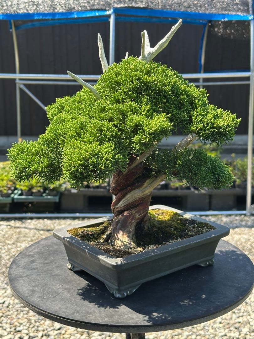 盆栽 糸魚川真柏 太幹 貴風サイズ-1